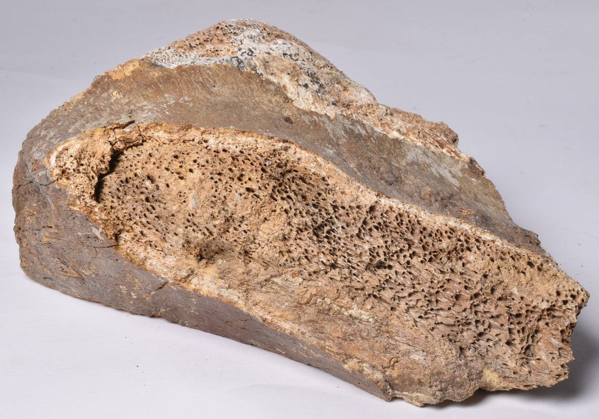 GENUINE MAMMOTH BONE PLEISTOCENE, ICE AGE F1555