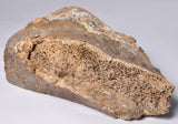 GENUINE MAMMOTH BONE PLEISTOCENE, ICE AGE F1555