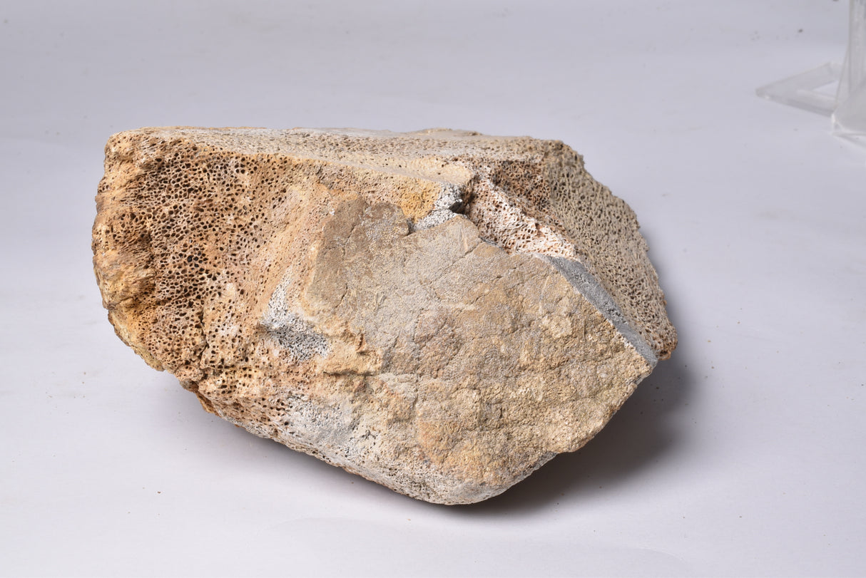 GENUINE MAMMOTH BONE PLEISTOCENE, ICE AGE F1555