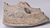 GENUINE MAMMOTH BONE PLEISTOCENE, ICE AGE F1556