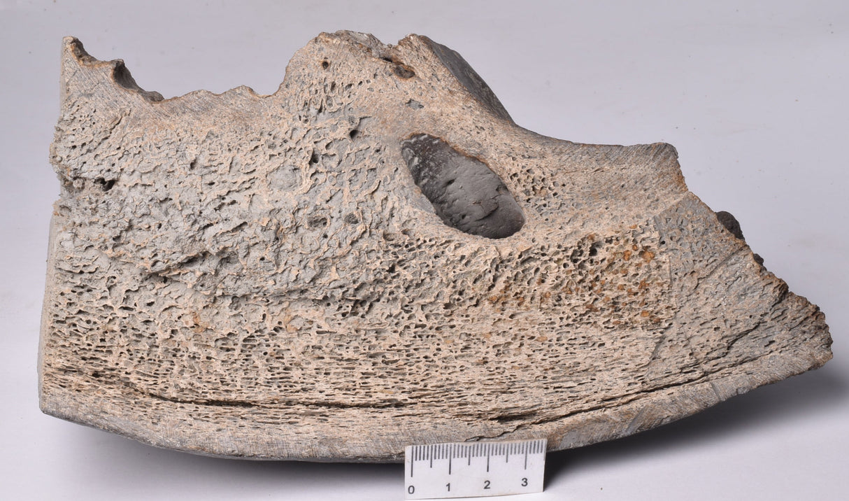 GENUINE MAMMOTH BONE PLEISTOCENE, ICE AGE F1556