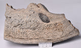 GENUINE MAMMOTH BONE PLEISTOCENE, ICE AGE F1556