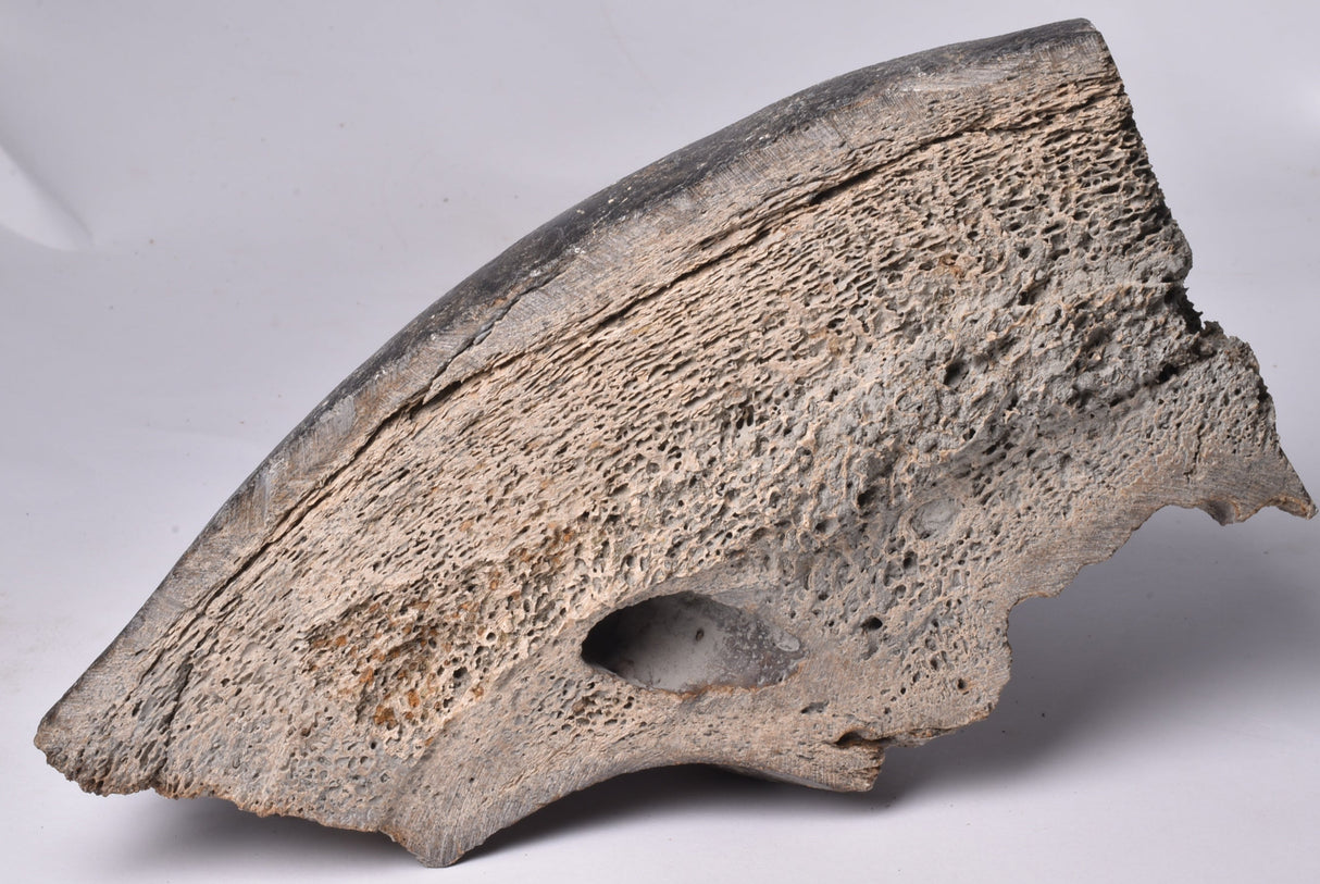 GENUINE MAMMOTH BONE PLEISTOCENE, ICE AGE F1556