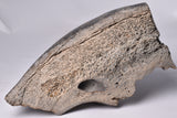 GENUINE MAMMOTH BONE PLEISTOCENE, ICE AGE F1556