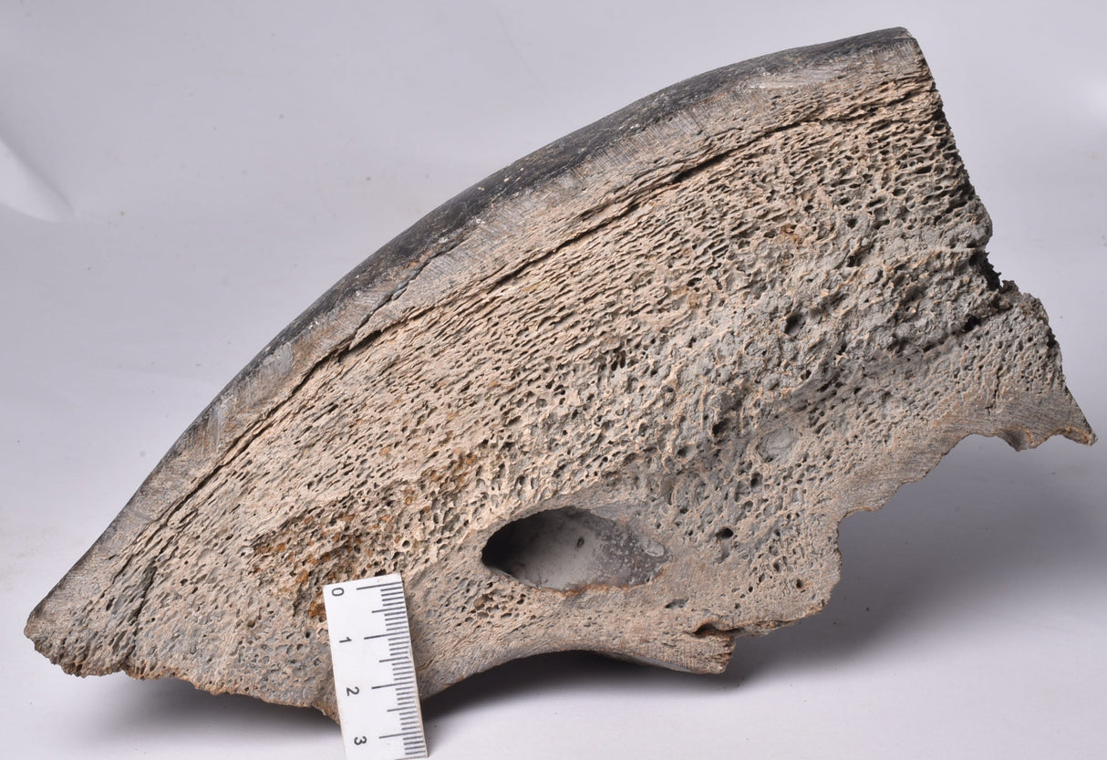 GENUINE MAMMOTH BONE PLEISTOCENE, ICE AGE F1556