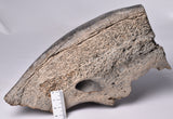 GENUINE MAMMOTH BONE PLEISTOCENE, ICE AGE F1556