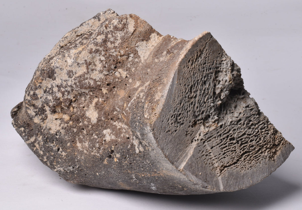 GENUINE MAMMOTH BONE PLEISTOCENE, ICE AGE F1556