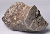 GENUINE MAMMOTH BONE PLEISTOCENE, ICE AGE F1556
