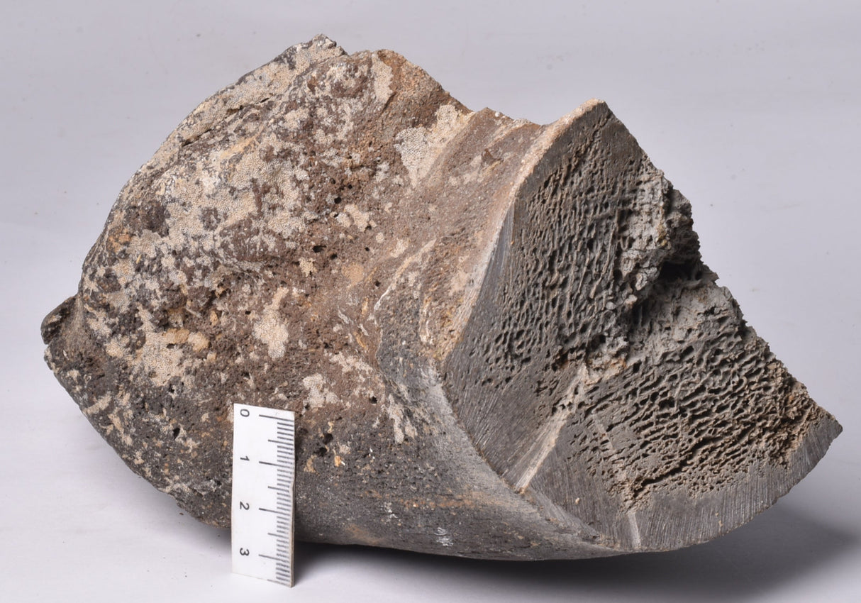 GENUINE MAMMOTH BONE PLEISTOCENE, ICE AGE F1556