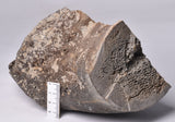 GENUINE MAMMOTH BONE PLEISTOCENE, ICE AGE F1556