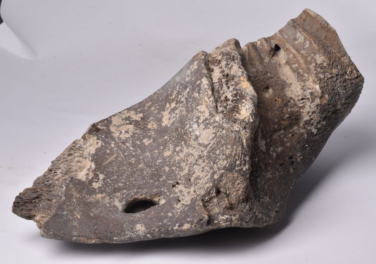 GENUINE MAMMOTH BONE PLEISTOCENE, ICE AGE F1556