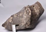 GENUINE MAMMOTH BONE PLEISTOCENE, ICE AGE F1556