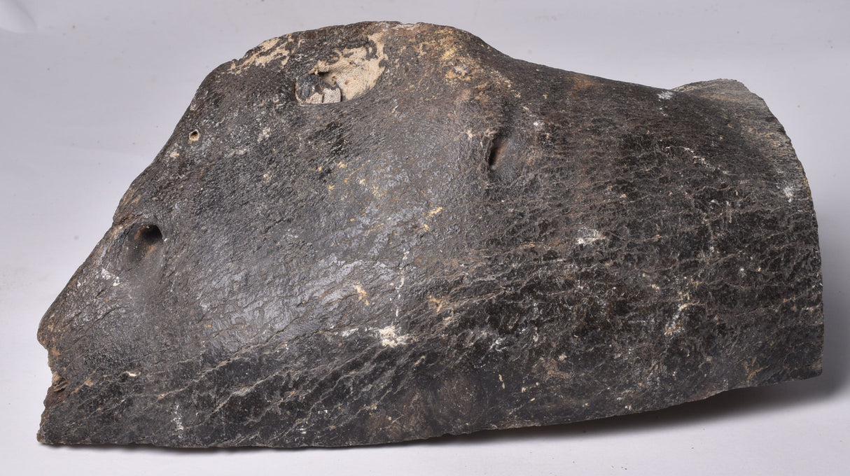 GENUINE MAMMOTH BONE PLEISTOCENE, ICE AGE F1556