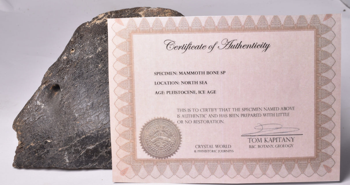 GENUINE MAMMOTH BONE PLEISTOCENE, ICE AGE F1556