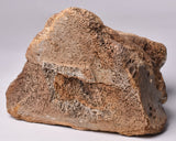 GENUINE MAMMOTH BONE PLEISTOCENE, ICE AGE F1557