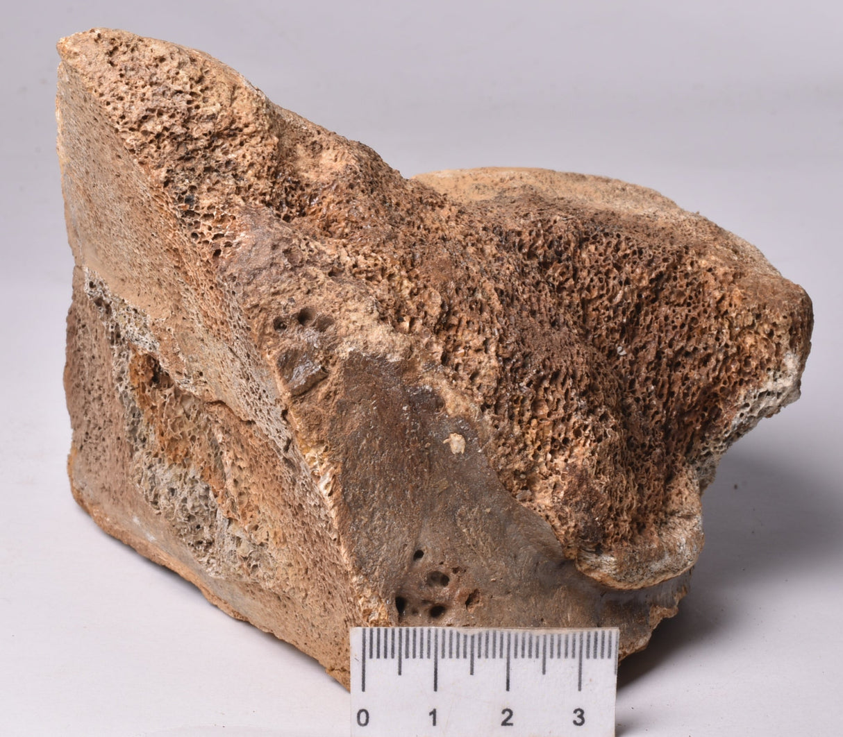 GENUINE MAMMOTH BONE PLEISTOCENE, ICE AGE F1557