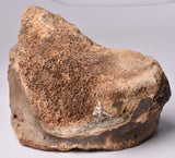 GENUINE MAMMOTH BONE PLEISTOCENE, ICE AGE F1557