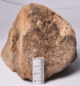 GENUINE MAMMOTH BONE PLEISTOCENE, ICE AGE F1557