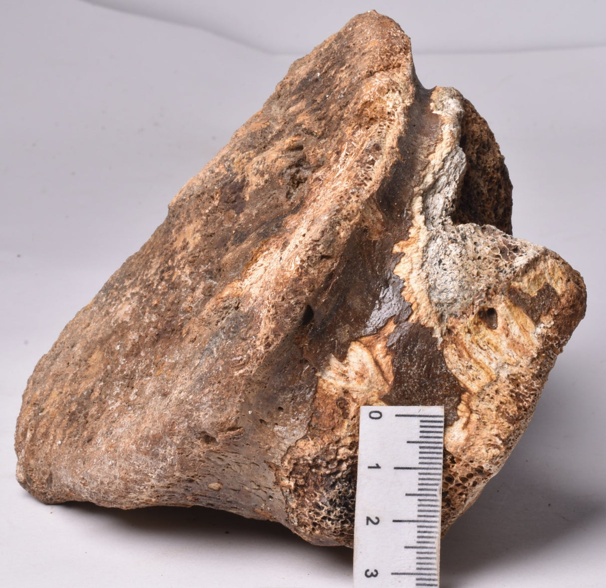 GENUINE MAMMOTH BONE PLEISTOCENE, ICE AGE F1557