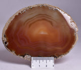 AGATE DYED SLICE FROM BRAZIL P260