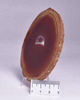 AGATE DYED SLICE FROM BRAZIL P262