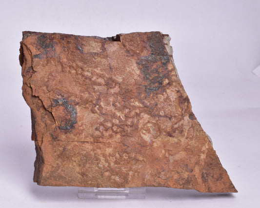 HORODYSKIA Mesoproterozoic 1.4 B.Y.O, AUSTRALIAN FOSSIL F295
