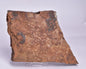 HORODYSKIA Mesoproterozoic 1.4 B.Y.O, AUSTRALIAN FOSSIL F295