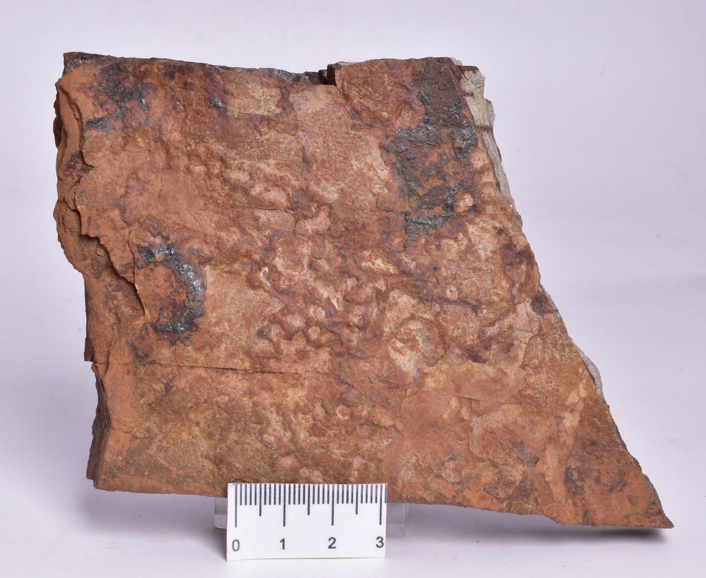 HORODYSKIA Mesoproterozoic 1.4 B.Y.O, AUSTRALIAN FOSSIL F295