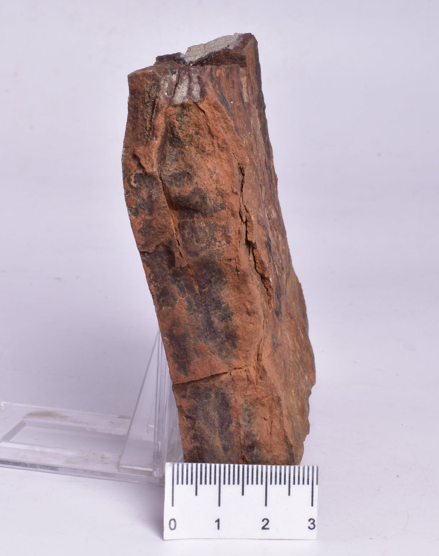 HORODYSKIA Mesoproterozoic 1.4 B.Y.O, AUSTRALIAN FOSSIL F295