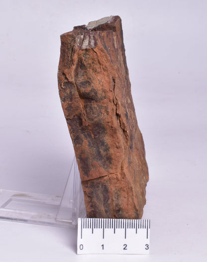 HORODYSKIA Mesoproterozoic 1.4 B.Y.O, AUSTRALIAN FOSSIL F295