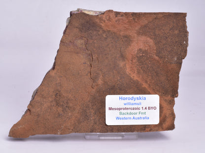 HORODYSKIA Mesoproterozoic 1.4 B.Y.O, AUSTRALIAN FOSSIL F295