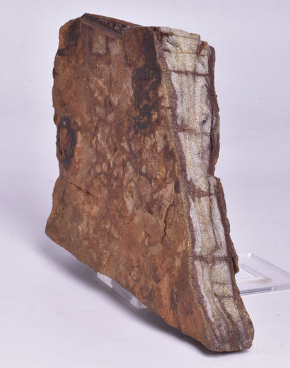 HORODYSKIA Mesoproterozoic 1.4 B.Y.O, AUSTRALIAN FOSSIL F295