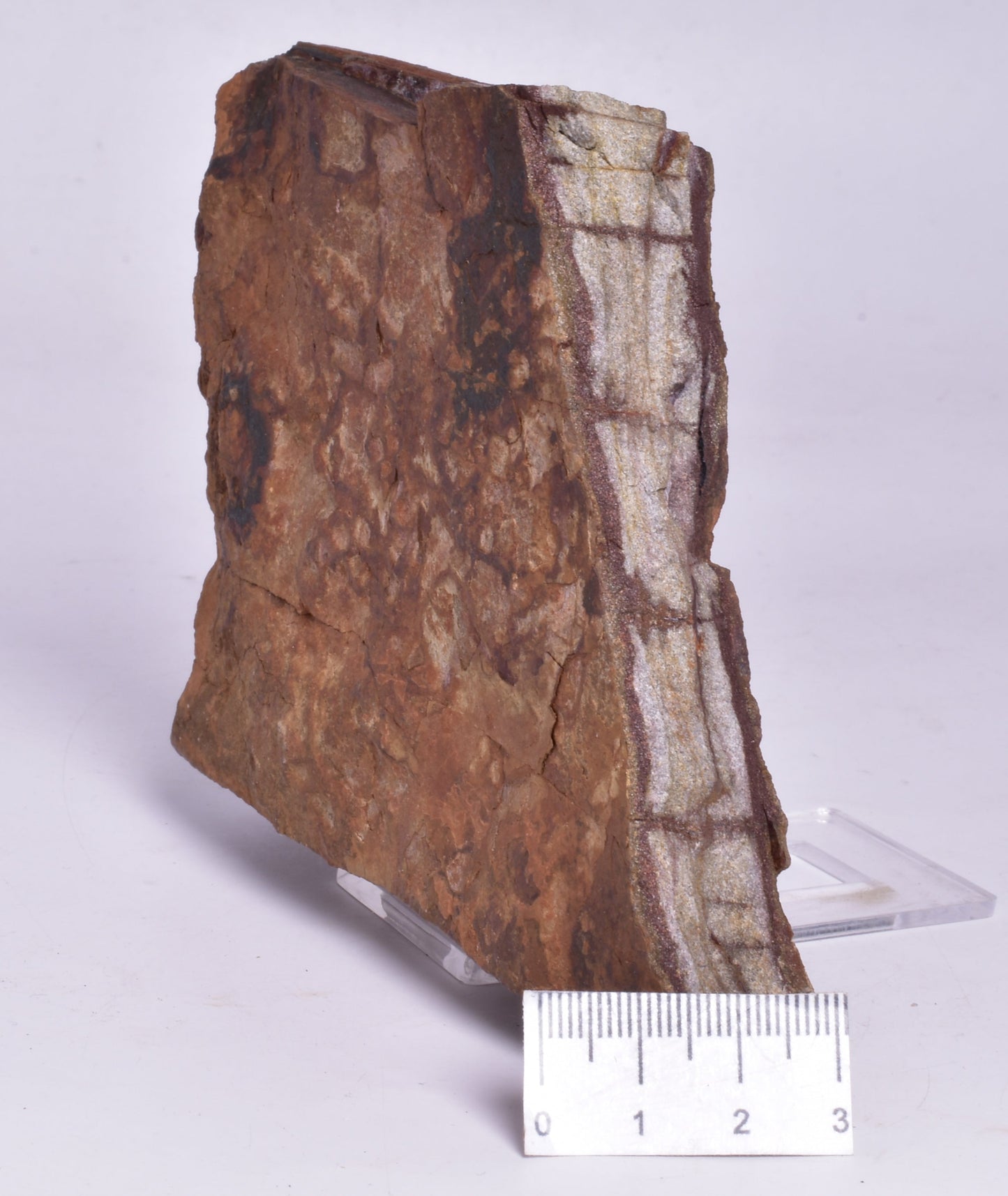HORODYSKIA Mesoproterozoic 1.4 B.Y.O, AUSTRALIAN FOSSIL F295