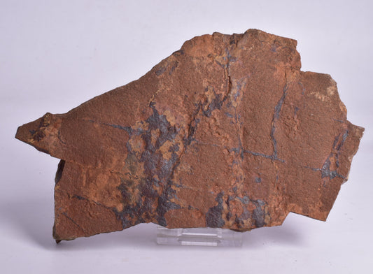 HORODYSKIA Mesoproterozoic 1.4 B.Y.O, AUSTRALIAN FOSSIL F296