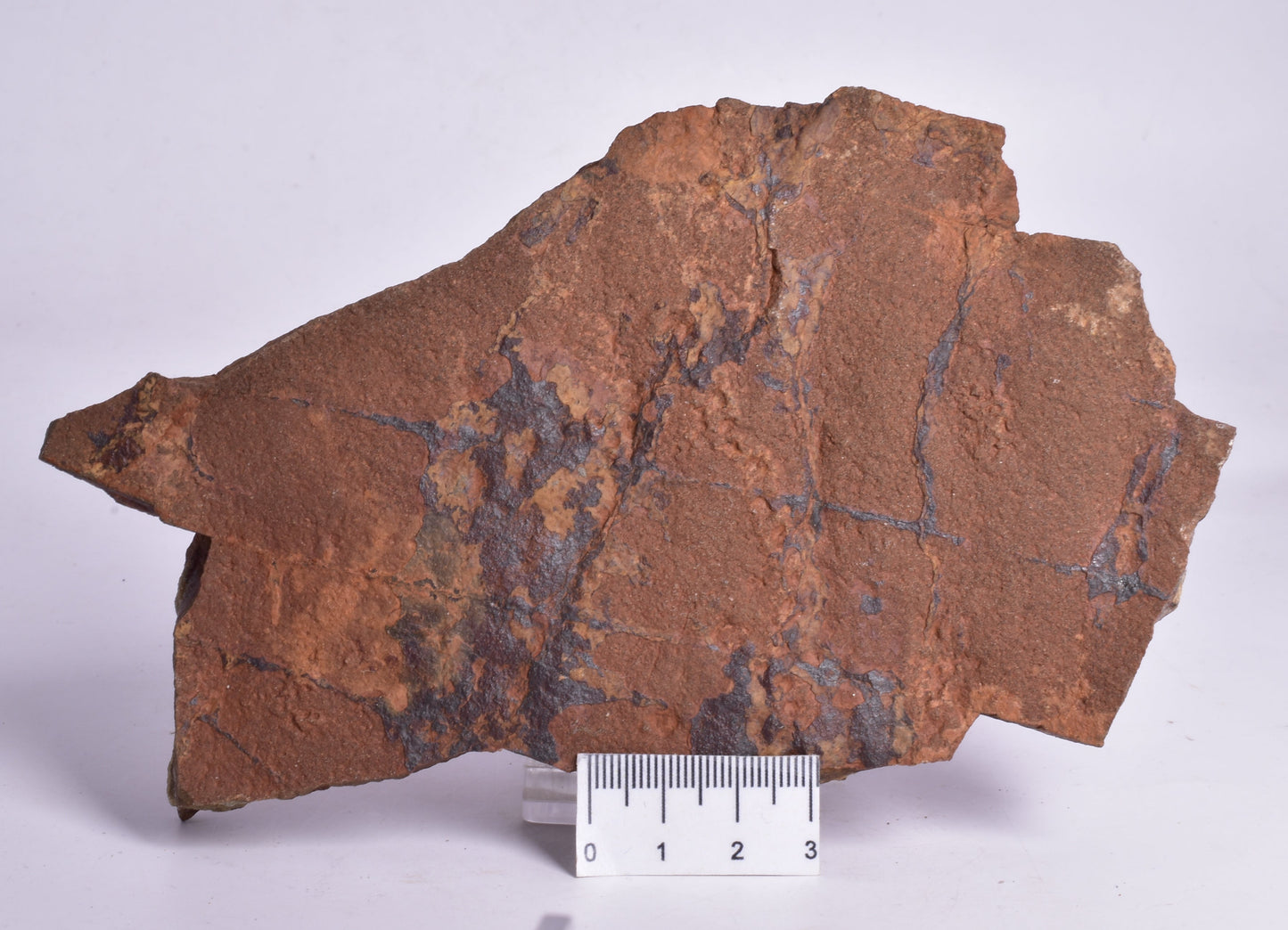 HORODYSKIA Mesoproterozoic 1.4 B.Y.O, AUSTRALIAN FOSSIL F296