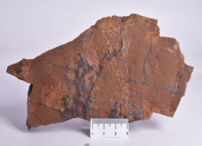 HORODYSKIA Mesoproterozoic 1.4 B.Y.O, AUSTRALIAN FOSSIL F296