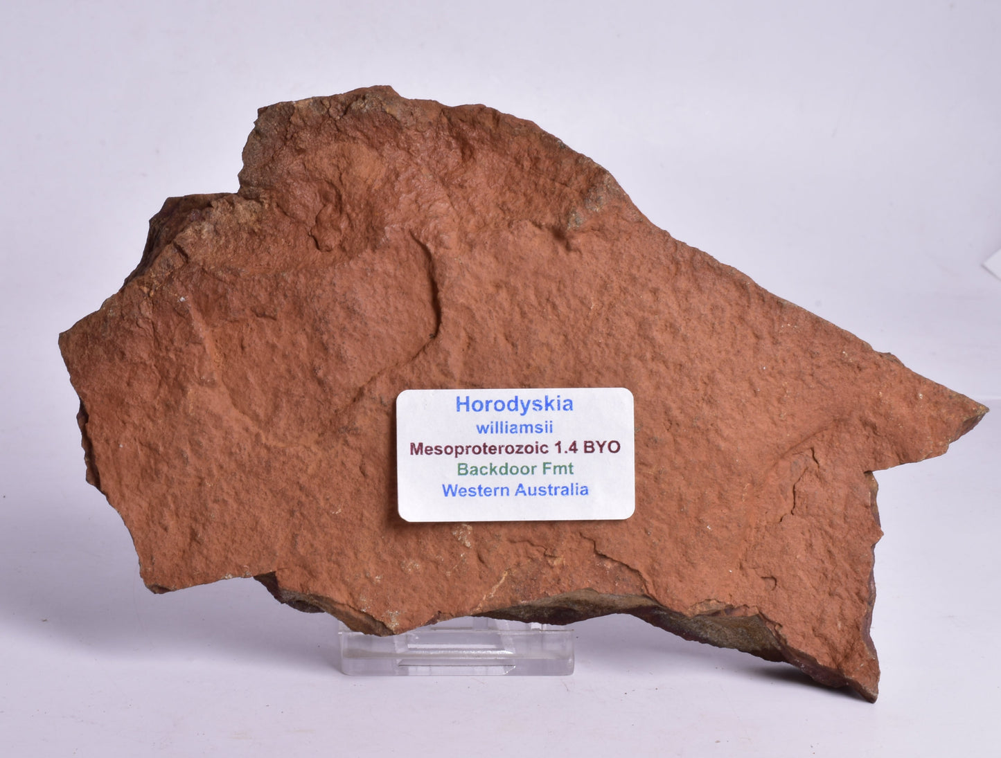 HORODYSKIA Mesoproterozoic 1.4 B.Y.O, AUSTRALIAN FOSSIL F296