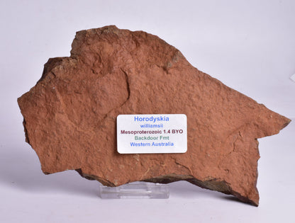 HORODYSKIA Mesoproterozoic 1.4 B.Y.O, AUSTRALIAN FOSSIL F296