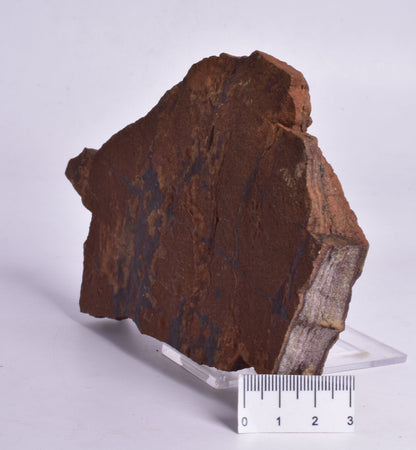 HORODYSKIA Mesoproterozoic 1.4 B.Y.O, AUSTRALIAN FOSSIL F296