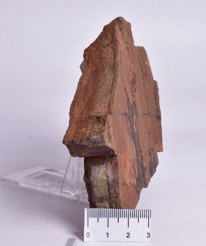 HORODYSKIA Mesoproterozoic 1.4 B.Y.O, AUSTRALIAN FOSSIL F296