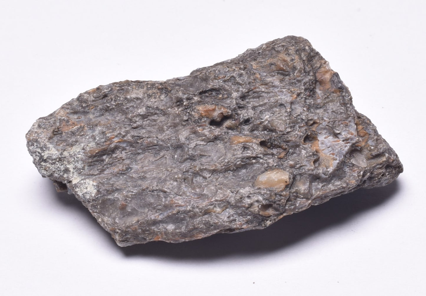 SAUROPOD DINOSAUR BONE FOSSIL F600