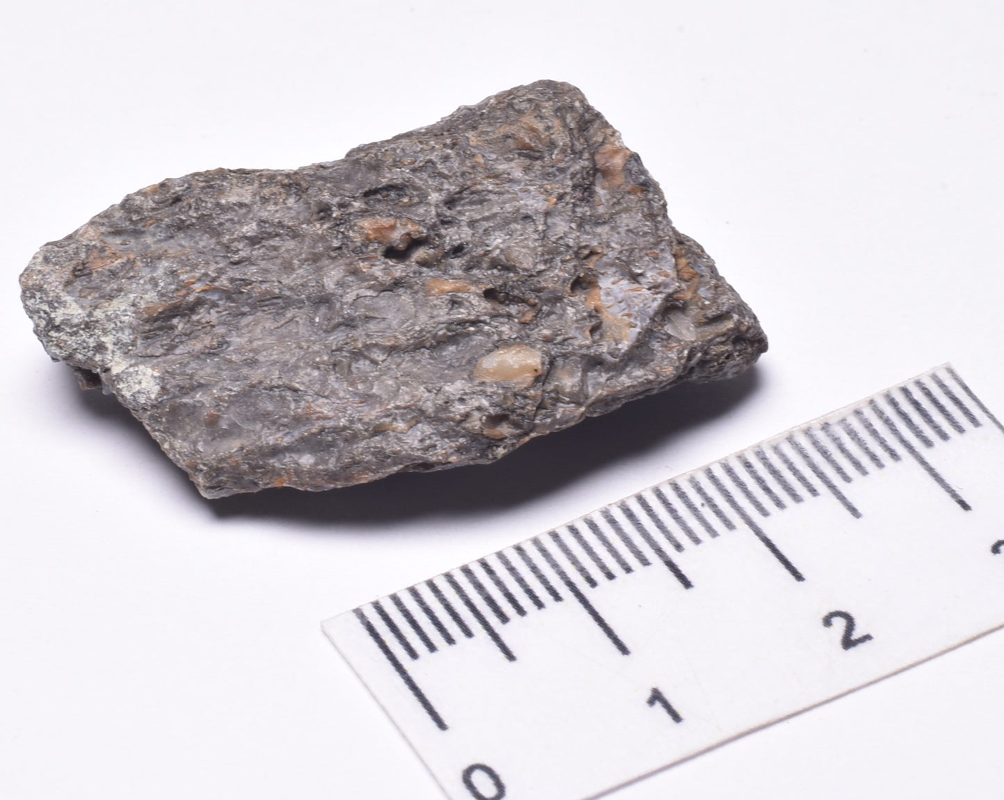 SAUROPOD DINOSAUR BONE FOSSIL F600