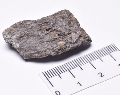 SAUROPOD DINOSAUR BONE FOSSIL F600