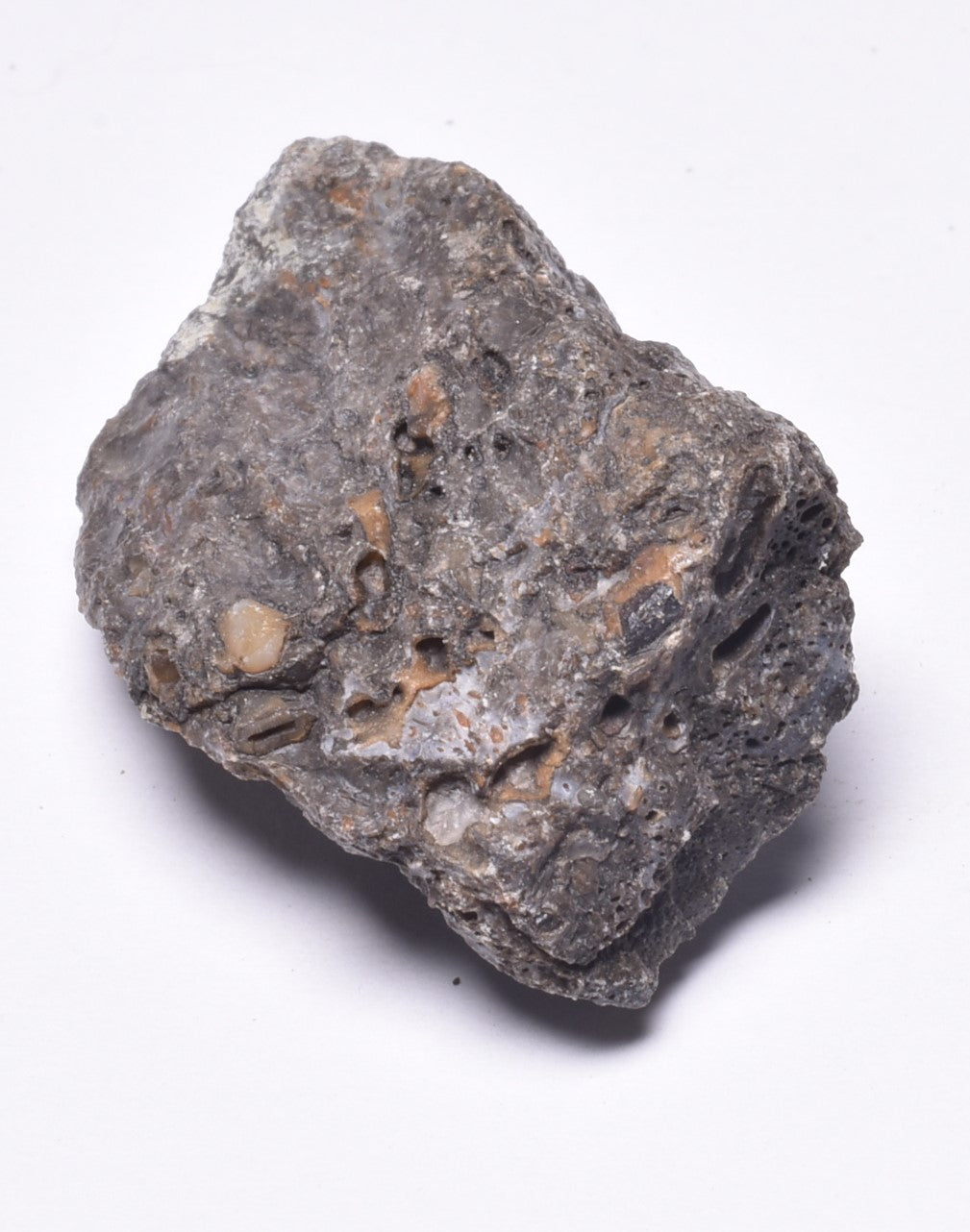 SAUROPOD DINOSAUR BONE FOSSIL F600