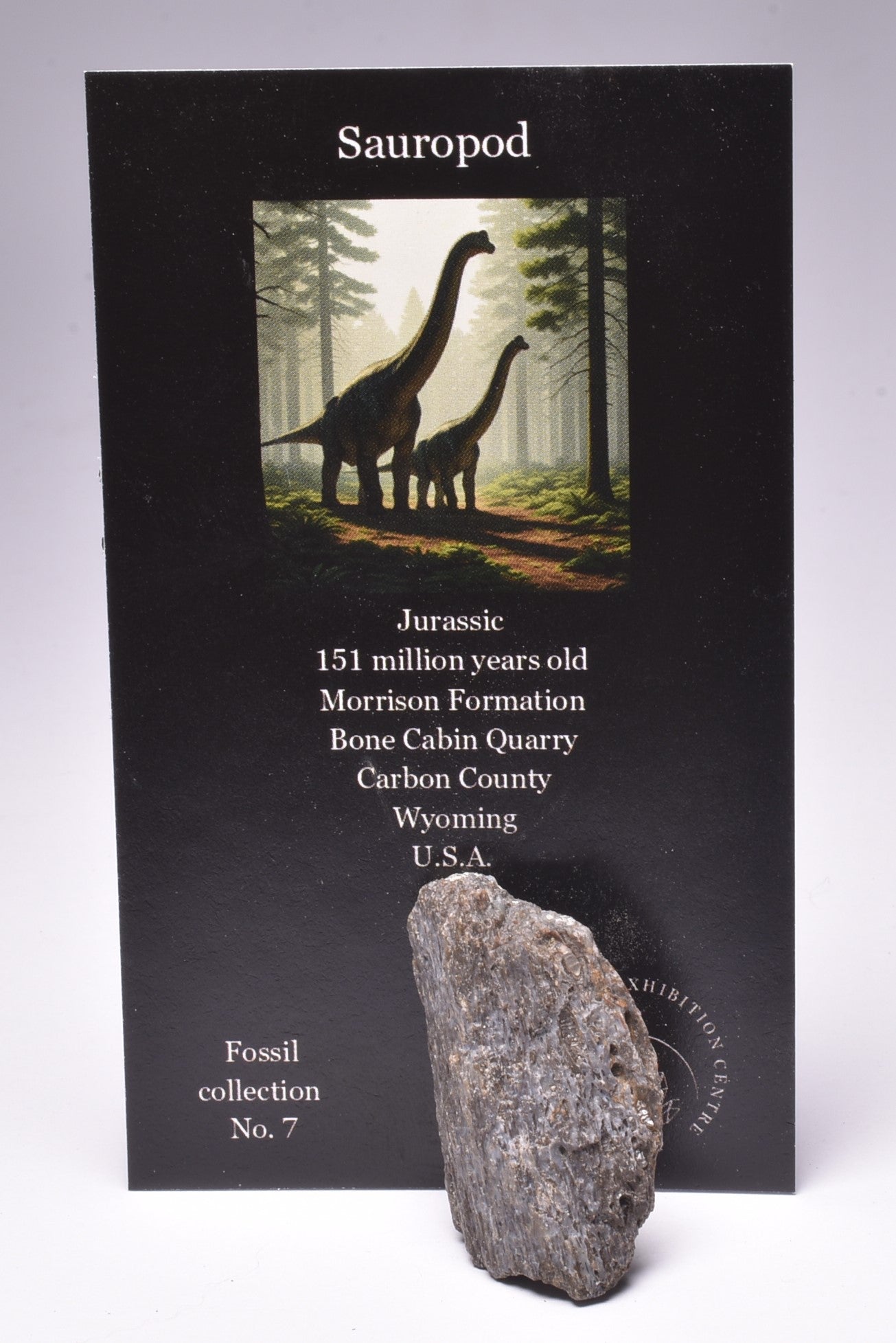 SAUROPOD DINOSAUR BONE FOSSIL F600