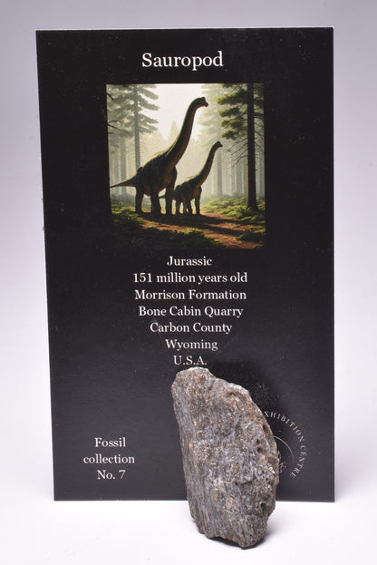 SAUROPOD DINOSAUR BONE FOSSIL F600
