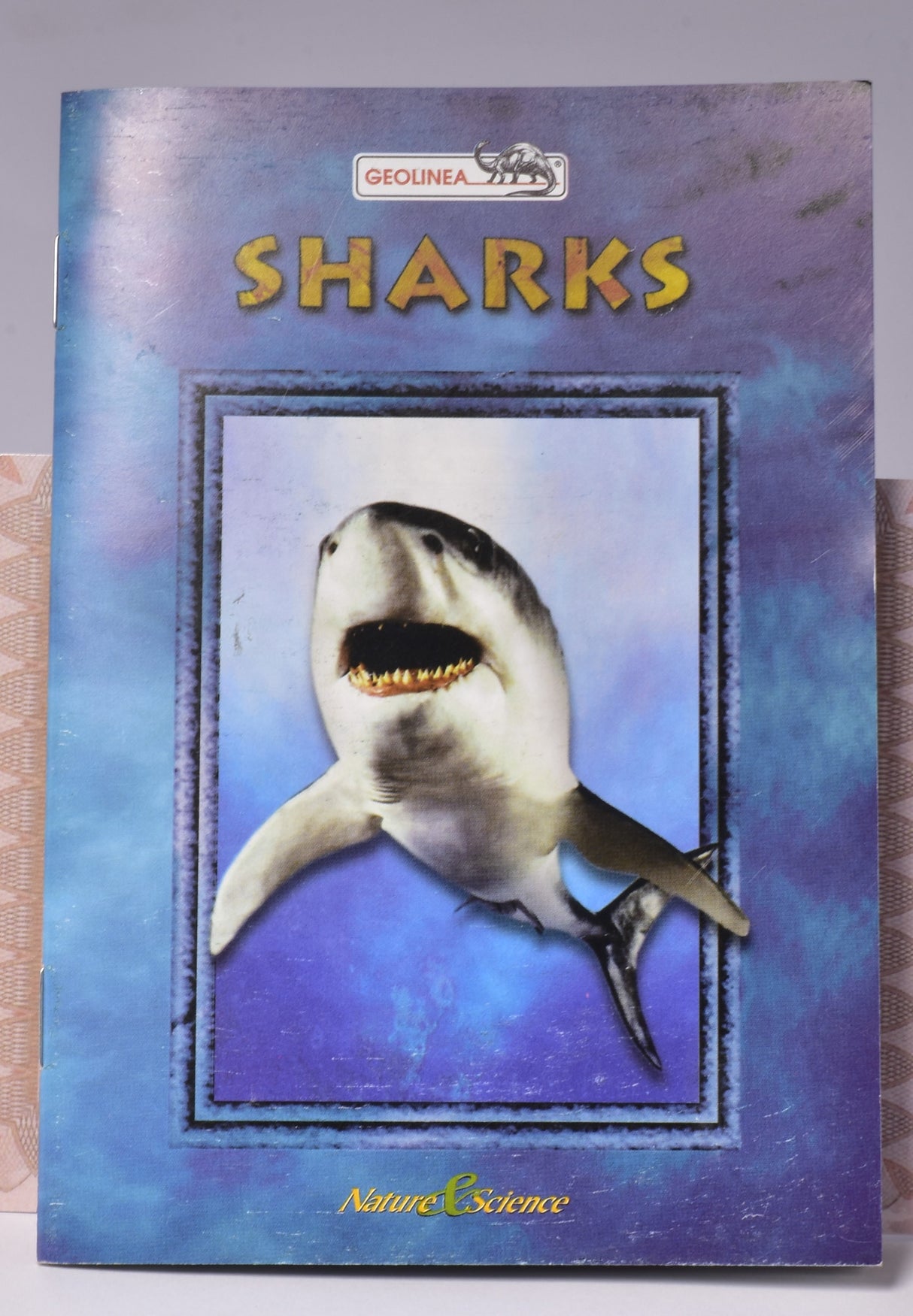 HYBODUS SHARK DORSAL SPINE FOSSIL, Late Cretaceous, Morocco F1517