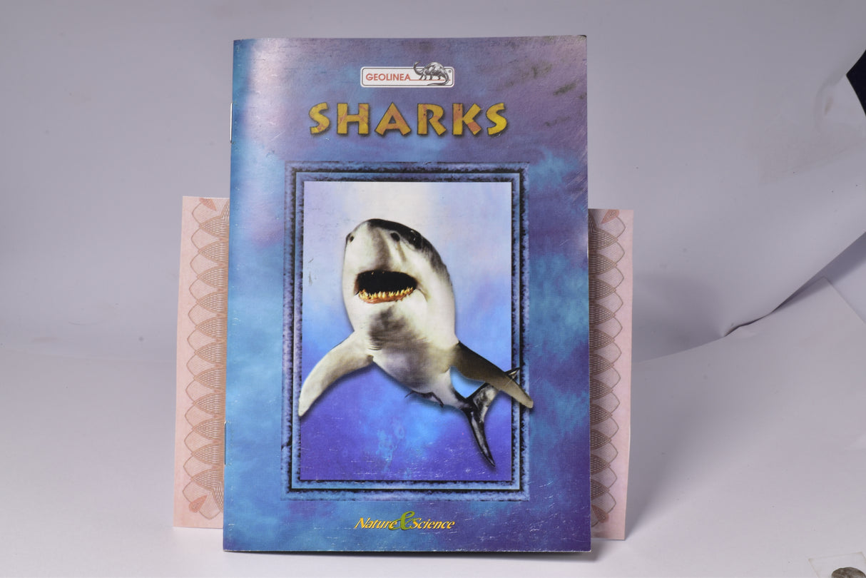 HYBODUS SHARK DORSAL SPINE FOSSIL, Late Cretaceous, Morocco F1513