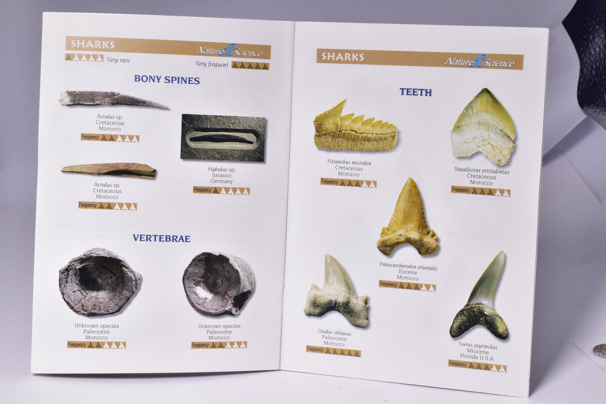 HYBODUS SHARK DORSAL SPINE FOSSIL, Late Cretaceous, Morocco F1513