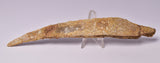 HYBODUS SHARK DORSAL SPINE FOSSIL, Late Cretaceous, Morocco F1513